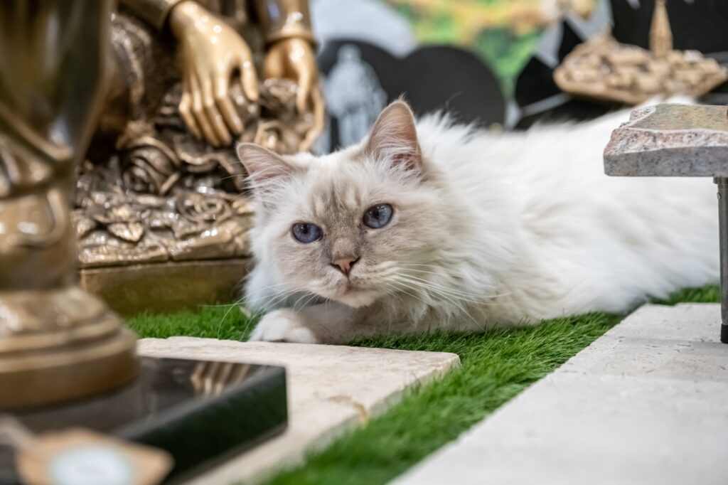 chat au cimetière